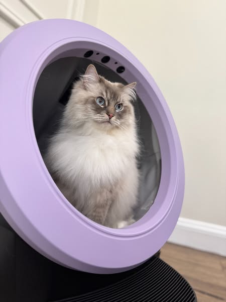 Litter-Robot by Whisker ad creative