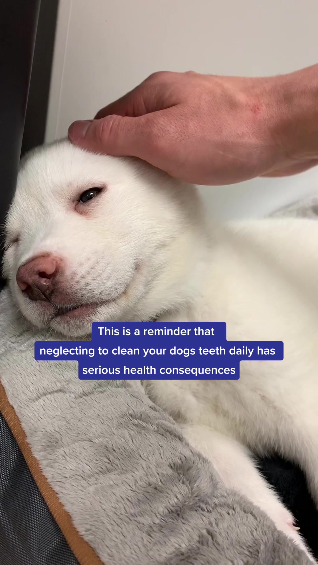 PetLab Co. ad creative